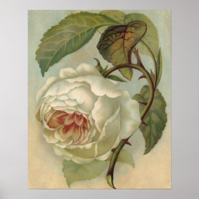 Victorian Rose Postcard Illustration Poster (Front)