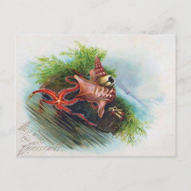 Victorian Starfish & Seashell Holiday Greetings Postcard (Front)