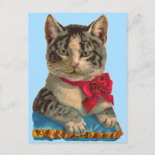 Victorian tabby cat postcard
