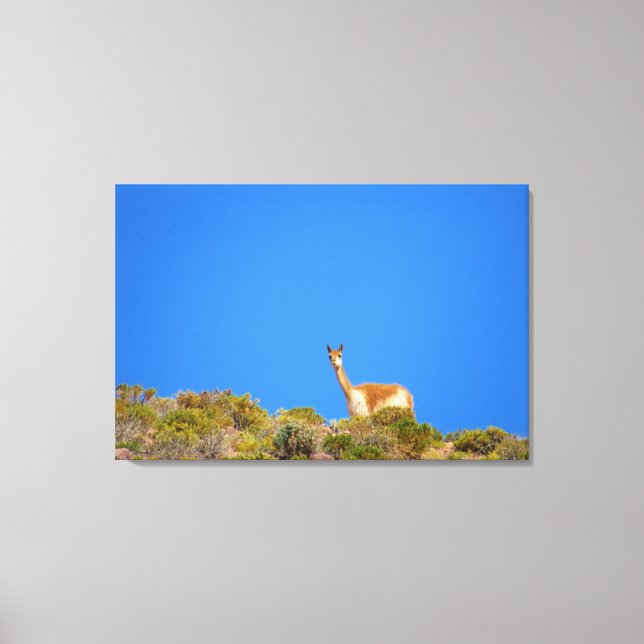 vicuña blue canvas print (Front)