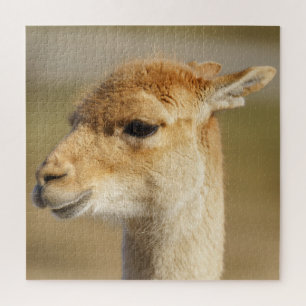 Vicuna Close-Up Jigsaw Puzzle