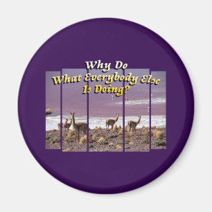 Vicuña Guanaco Lover - Travel Adventure Quote Magnet