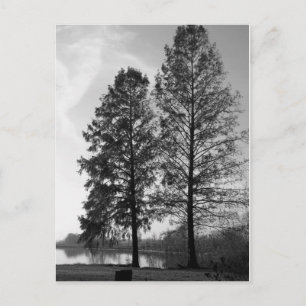 Vienna Maryland waterfront Postcard