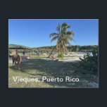 Vieques, Puerto Rico postcard<br><div class="desc">Vieques,  Puerto Rico postcard</div>