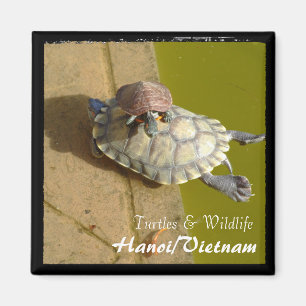 Vietnam, Hanoi, Turtles (Magnet) Magnet