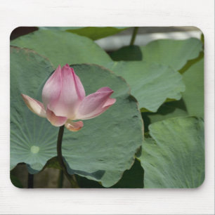 Vietnam, near Saigon) My Tho. Vinh Trang 2 Mouse Pad