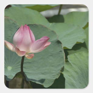 Vietnam, near Saigon) My Tho. Vinh Trang 2 Square Sticker