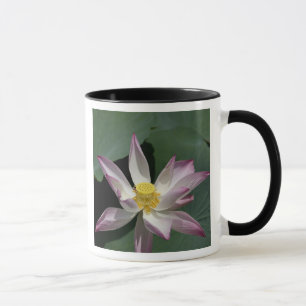Vietnam, near Saigon) My Tho. Vinh Trang Mug