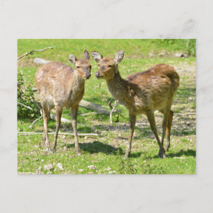 Vietnamese sika deer on grass postcard