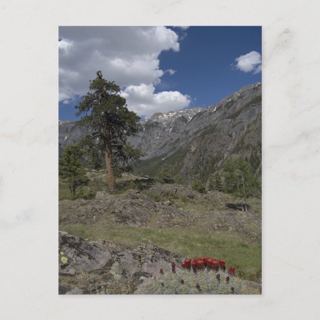 view along sutton mine trail postcard (Front)