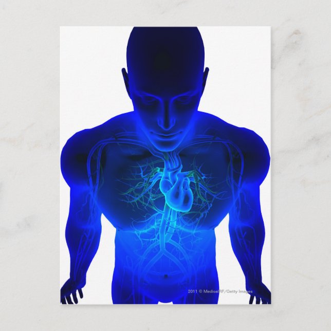 View from above of the layout of blood vessels postcard (Front)