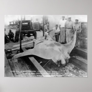 View of a Caught Manray Poster