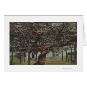 View of a Giant Grape Vine