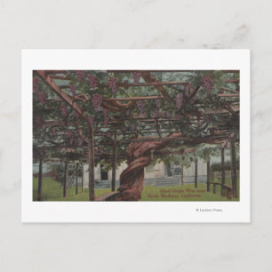 View of a Giant Grape Vine Postcard