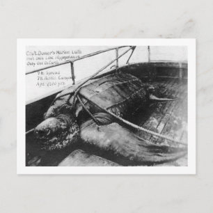 View of a Giant Sea Turtle in Captivity Postcard