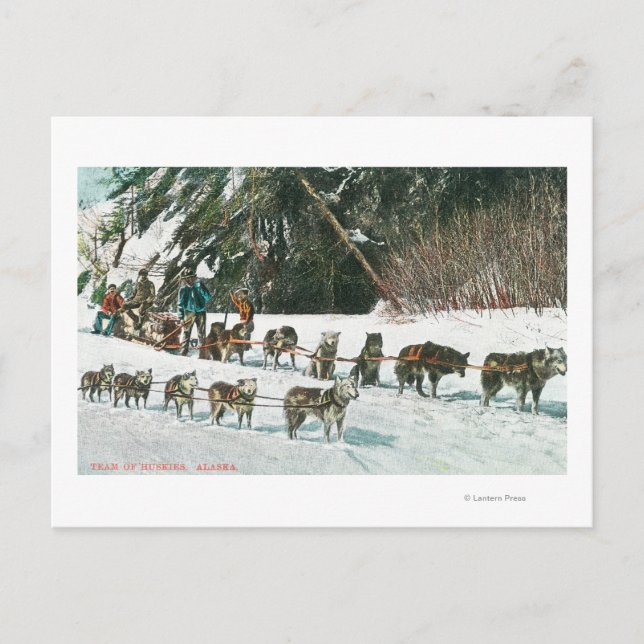 View of a Husky Dog-Sled Team Postcard (Front)