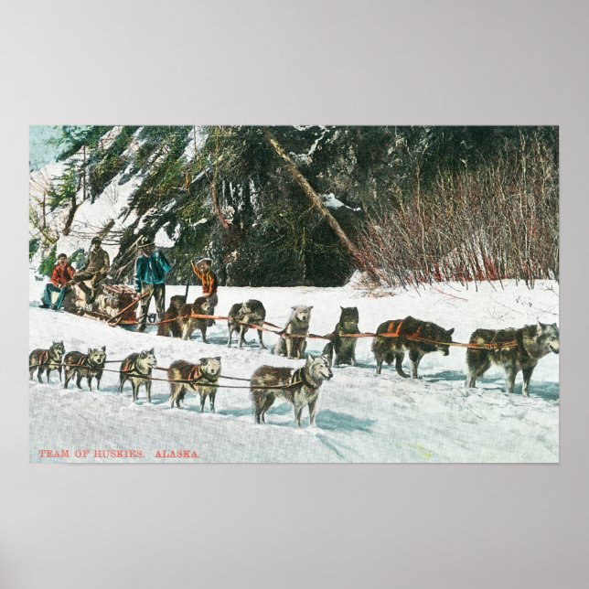 View of a Husky Dog-Sled Team Poster (Front)