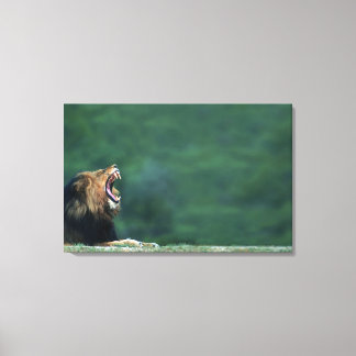 View of a Lion (Panthera leo) laying on the Canvas Print