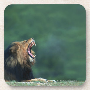 View of a Lion (Panthera leo) opening its mouth Coaster