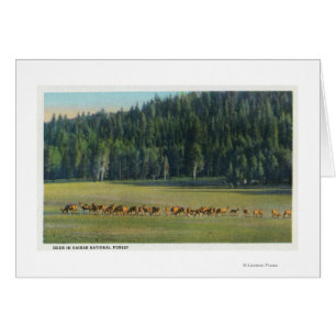 View of a Pack of Deer Grazing