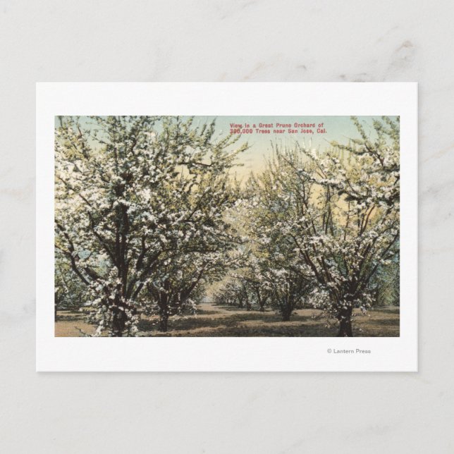 View of a Prune Orchard of 300,000 Trees Postcard (Front)