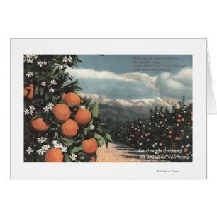 View of an Orange Orchard with Mountains