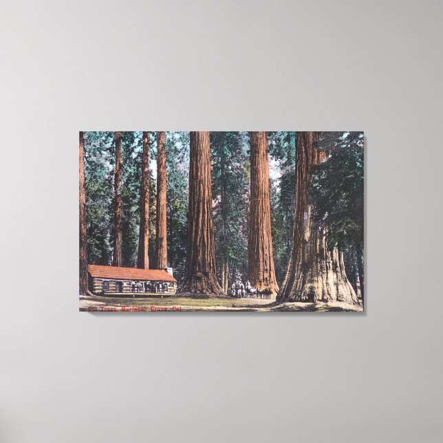 View of Big Trees in Mariposa Grove Canvas Print (Front)