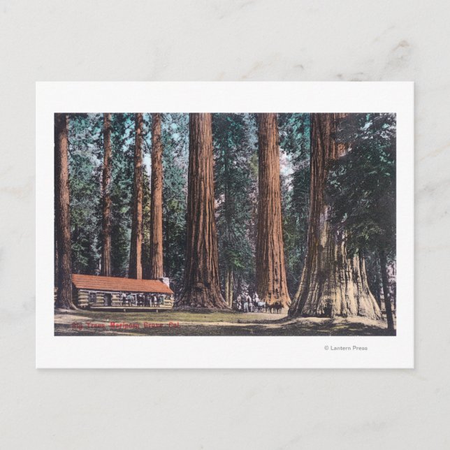 View of Big Trees in Mariposa Grove Postcard (Front)