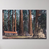 View of Big Trees in Mariposa Grove