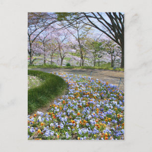 View of Cherry blossoms(& Viola) Postcard