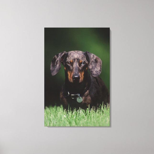 View of Dapple coloured Dachshund Canvas Print (Front)