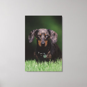 View of Dapple coloured Dachshund Canvas Print