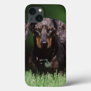 View of Dapple coloured Dachshund iPhone 13 Case