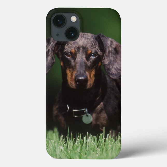 View of Dapple coloured Dachshund Case-Mate iPhone Case (Back)