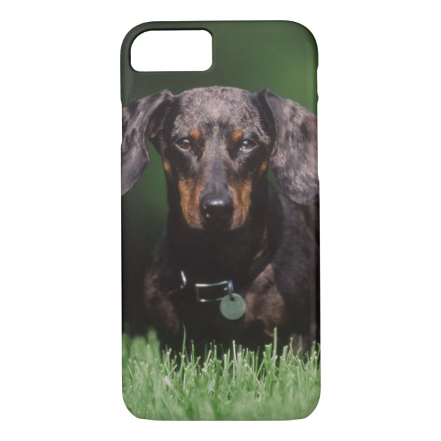 View of Dapple coloured Dachshund Case-Mate iPhone Case (Back)