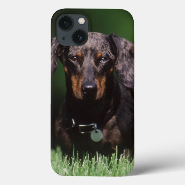 View of Dapple coloured Dachshund Case-Mate iPhone Case (Back)