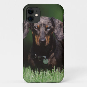 View of Dapple coloured Dachshund Case-Mate iPhone Case