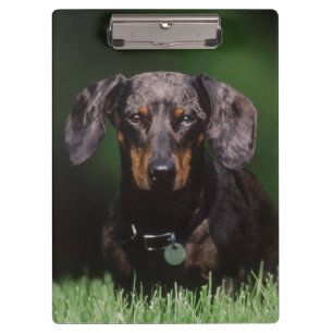 View of Dapple coloured Dachshund Clipboard