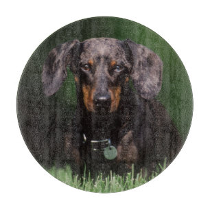 View of Dapple coloured Dachshund Cutting Board