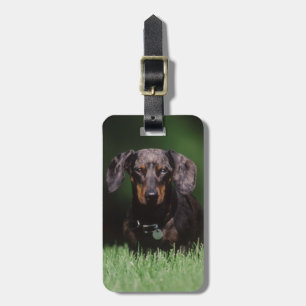 View of Dapple coloured Dachshund Luggage Tag