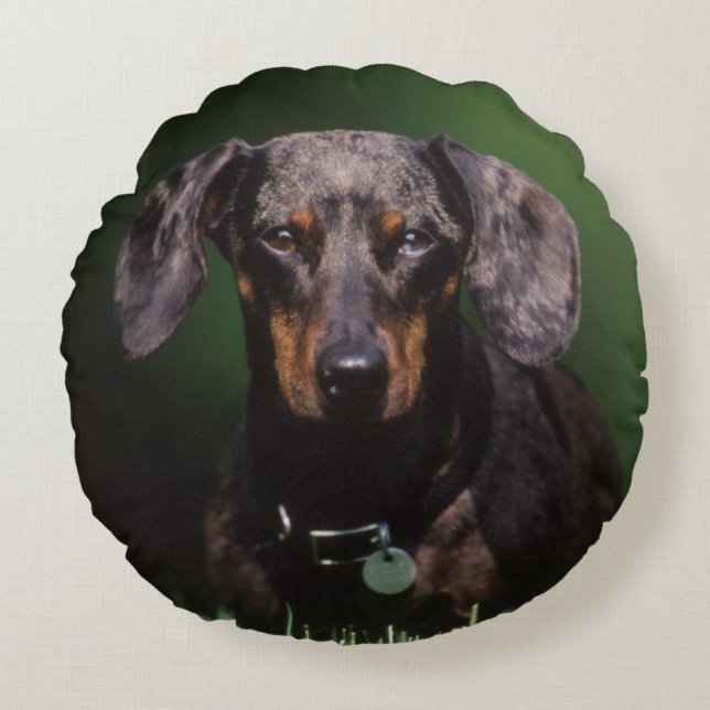 View of Dapple coloured Dachshund Round Cushion (Front)