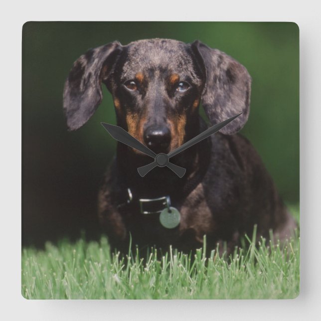 View of Dapple coloured Dachshund Square Wall Clock (Front)