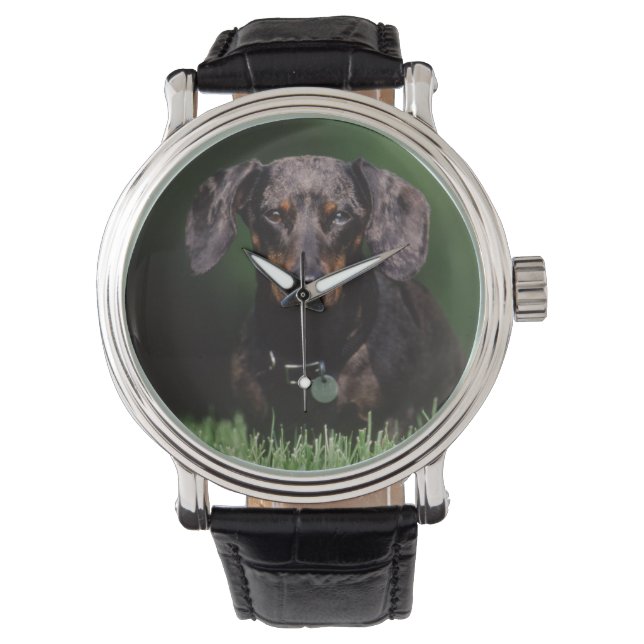 View of Dapple coloured Dachshund Watch (Front)