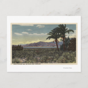 View of Dates Growing near the Salton Sea Postcard