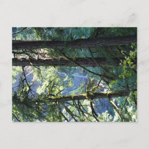View of Elowah Falls, Oregon Postcard