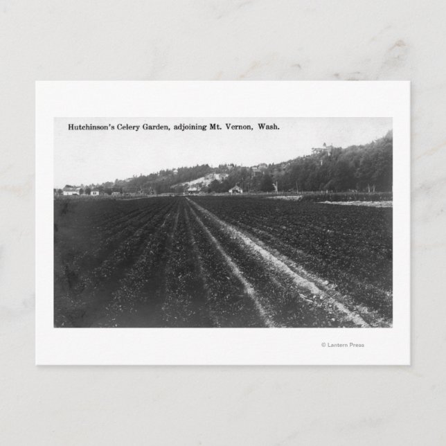 View of Hutchinson Celery Garden Postcard (Front)