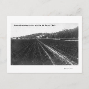 View of Hutchinson Celery Garden Postcard