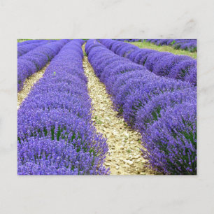 View of lavender fields in the Drôme provencale  Holiday Postcard