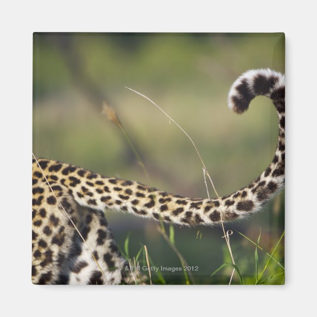 View of Leopards tail (Panthera pardus), Magnet (Front)