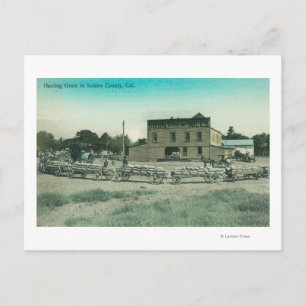 View of Millers Hauling Grain to Mill Postcard